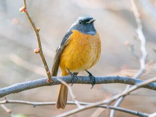 枝にとまるジョウビタキ