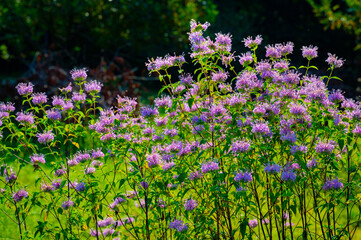 Fototapeta premium A flower patch of bee balm blooming in the early morning summer sun