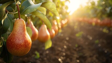 Ripe, juicy pears hang heavy on the branches of a sunlit pear orchard providing ample copy space for text; a picturesque scene of agricultural abundance.