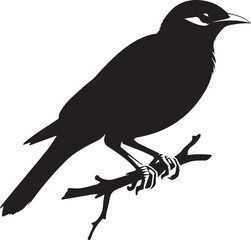 Vector bird myna silhouette illustration