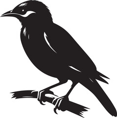 Vector bird myna silhouette illustration