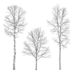set of trees