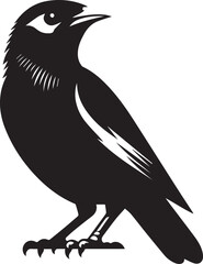 Vector bird myna silhouette illustration