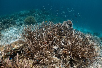 얕은 바다 속, 하얗게 변색된 산호초와 작은 물고기들이 어우러진 풍경이 눈길을 사로잡는다.