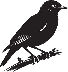 Vector bird myna silhouette illustration