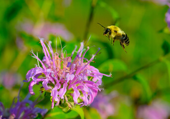 Bumblebee hovering over a bee balm flower