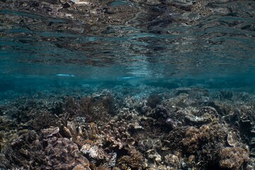 얕은 바다 속 바위와 산호초 사이를 헤엄치는 물고기, 푸른 바닷물과 다양한 해양 생물이 어우러진 아름다운 풍경이 담긴 수중 이미지입니다.