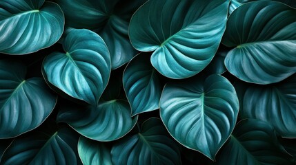 Deep teal leaves, lush, tropical foliage