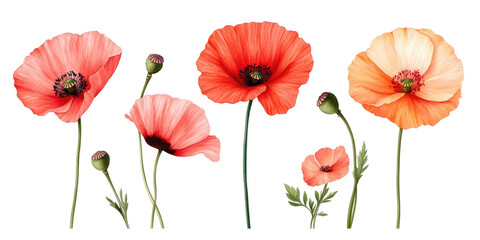 Obraz premium Group of vibrant red and peach poppies