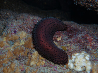 Brown sea cucumber from Cyprus