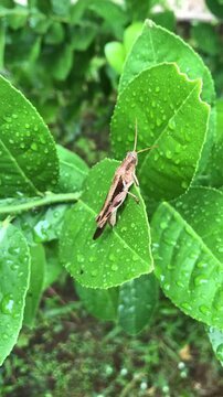 Woodhopper on green leaves