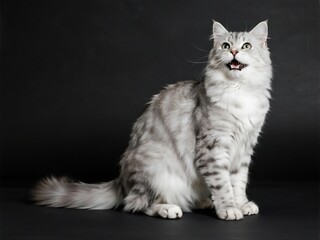 Real photo shoot, full-body portrait of a silver long-haired cat sitting on a black background, mouth open and meowing, white paws visible