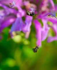Closeup of two bristle sweat bees, one hanging upside down on the end of a bee balm flower, and the...
