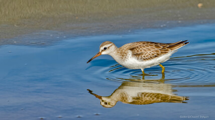 Obraz premium A close-up photograph of a sandpiper bird wading in shallow water, captured in sharp detail.
