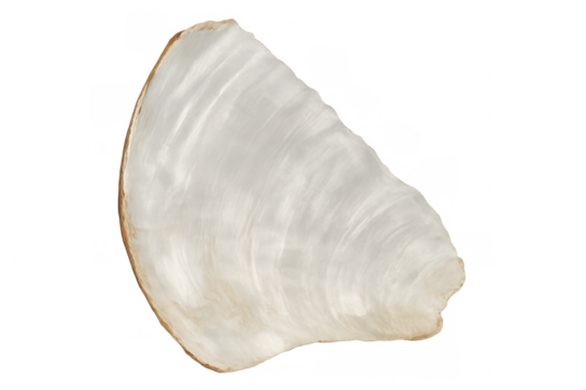 Close-up of an empty oyster shell, showcasing its delicate texture and pearly white interior, isolated on a transparent background