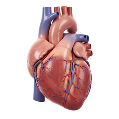 Human heart anatomy isolated on white or transparent background. PNG