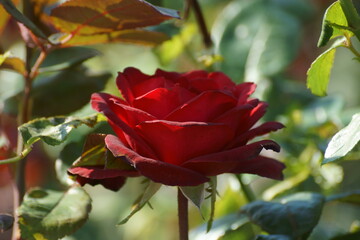 red rose on the street 