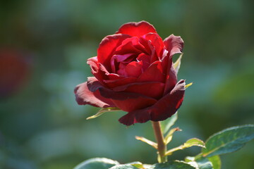 single red rose
