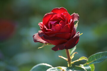 single red rose