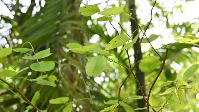 Red sandalwood leaf. Its common names&nbsp;red sanders,&nbsp;red saunders,&nbsp;Yerra Chandanam,&nbsp;Chenchandanam,&nbsp;Pterocarpus santalinus,&nbsp;Rakta Chandana, and&nbsp;rakto chandon. This is a&nbsp;species&nbsp;of&nbsp;Pterocarpus&nbsp;endemic.
