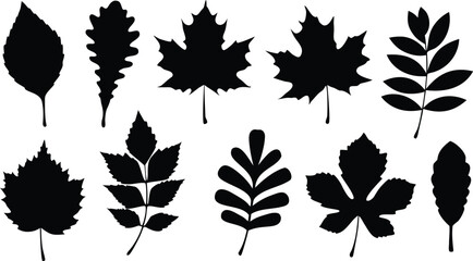 Collection of Autumn Leaf Silhouettes, Autumn Leaf icon