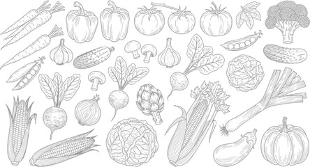 Collection of fresh vegetables and produce in a clean line art style
