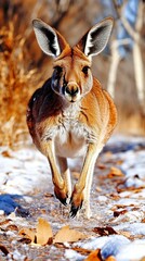 Obraz premium Red Kangaroo in its natural habitat Close-up wildlife photography