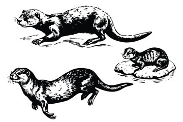 River Otters Vector Engraving Set. Detailed Monochrome Aquatic Wildlife Illustrations. Vintage Naturalist Style Icons & Symbols