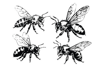 Honey Bees Vector Engraving Set. Detailed Monochrome Insect Illustrations. Vintage Naturalist Style Icons & Symbols