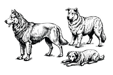 Sheepdogs Vector Engraving Set. Detailed Monochrome Working Dog Illustrations. Vintage Farm Style Icons & Symbols