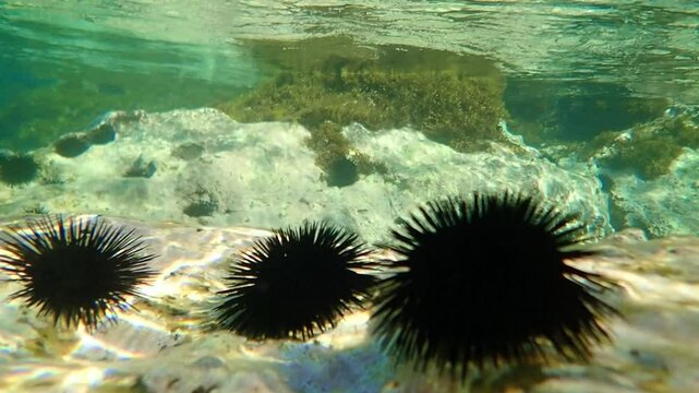 urchin, sea, sea urchin, animal, black, underwater, marine, black sea urchin, mediterranean sea, food, ocean, nature, isolated, life, wildlife, echinus, summer, echinodermata, seafood, water, natural.