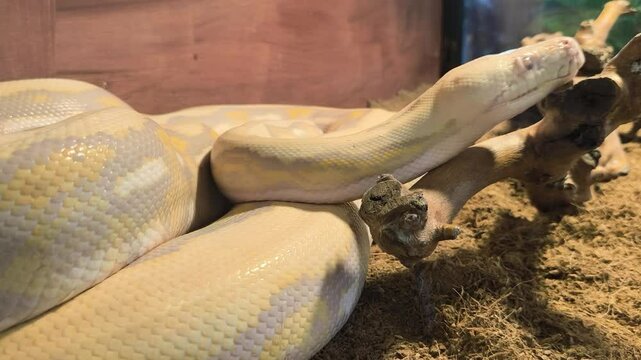 The yellow and white Burmese python (Python Bivittatus) has beautiful. Close-up of a coiled white albino python resting on a brown bedding in a terrarium.