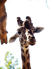 Obraz premium Giraffe Head And Neck Looking Down At Camera