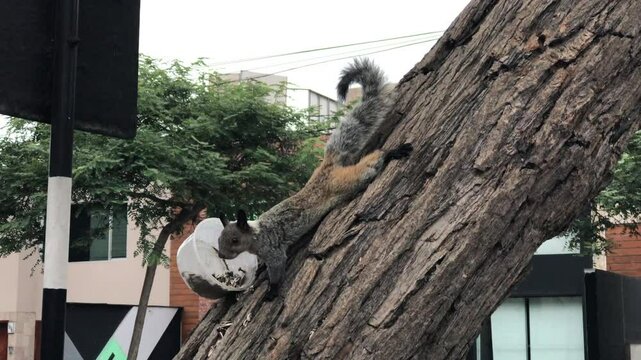 Urban squirrel stretching for food on a tree