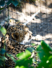 Cheetah Sleeping In Shade Behind Wire Fence