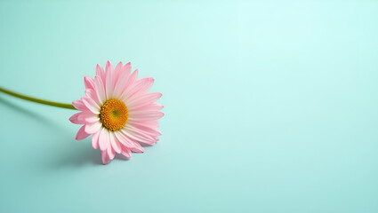 Graceful Pink and White Daisy with Teal Backdrop – A Clean, Minimal Floral Image for Botanical Aesthetics