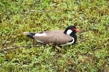 Red-wattled Lapwing in Yala National Park, Sri Lanka