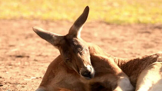 The red kangaroo is the largest of all kangaroos, the largest terrestrial mammal native to Australia, and the largest extant marsupial.