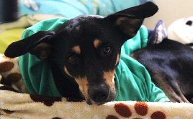 Perro negro con saco verde
