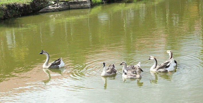 patos/cisnes nadando en lago juntos