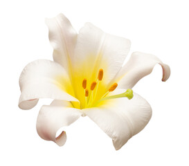 Elegant lily isolated on a white background. Beautiful head flower. Spring time, summer. Easter holidays. Garden decoration, landscaping. Floral floristic arrangement