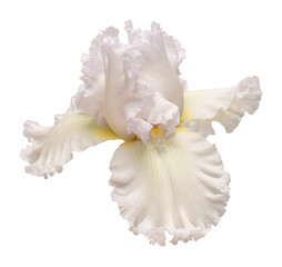 Iris flower isolated on white background. Easter. Summer. Spring. Flat lay, top view. Love. Valentine's Day. Floral pattern, object. Nature concept