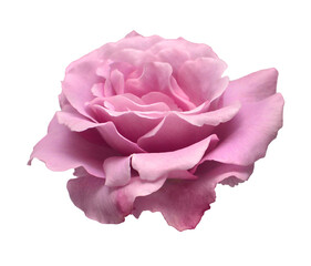 Elegant purple rose isolated on a white background. Beautiful head flower. Spring time, summer. Garden decoration, landscaping. Floral floristic arrangement