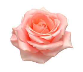 Pink rose flower isolated on white background. Wedding card, bride. Greeting. Summer. Spring. Flat lay, top view. Love. Valentine's Day