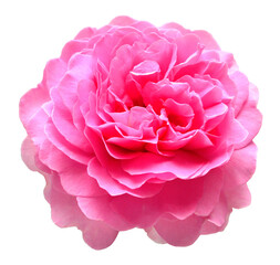 Pink rose flower macro isolated on a white background. Top view, flat design, florist business concept