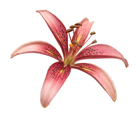 Beautiful pink lily flower isolated on white background. Beautiful flora composition for business. Flat lay, top view