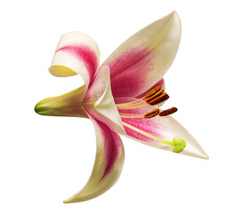 Pink tubular lily isolated on white background. Beautiful flora composition for business. Flat lay, top view