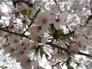 満開の桜（ソメイヨシノ）の花
