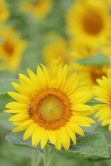 Fototapeta premium 夏のヒマワリの花のアップとミツバチ 縦