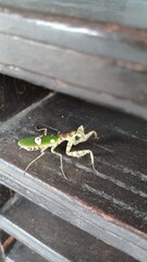grasshopper on a wooden wall